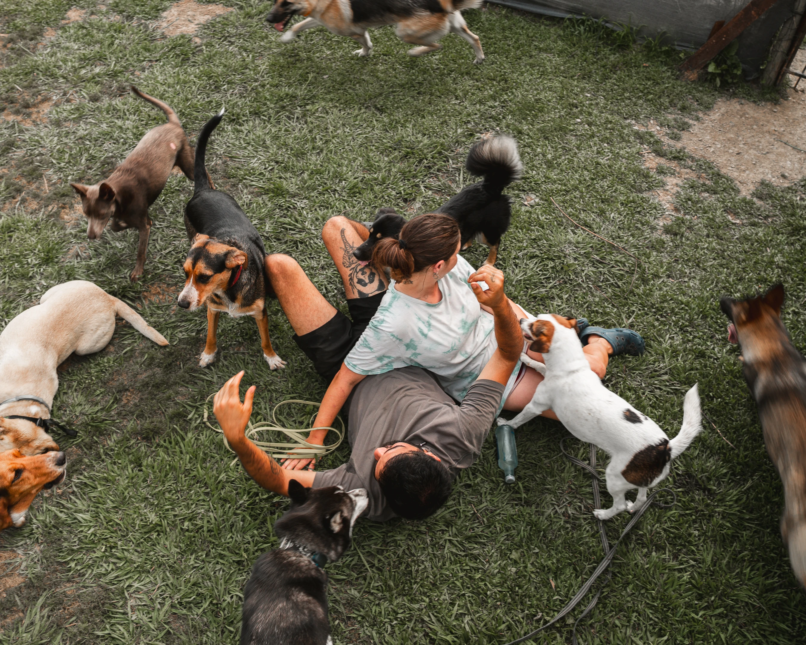 Paseos caninos 10