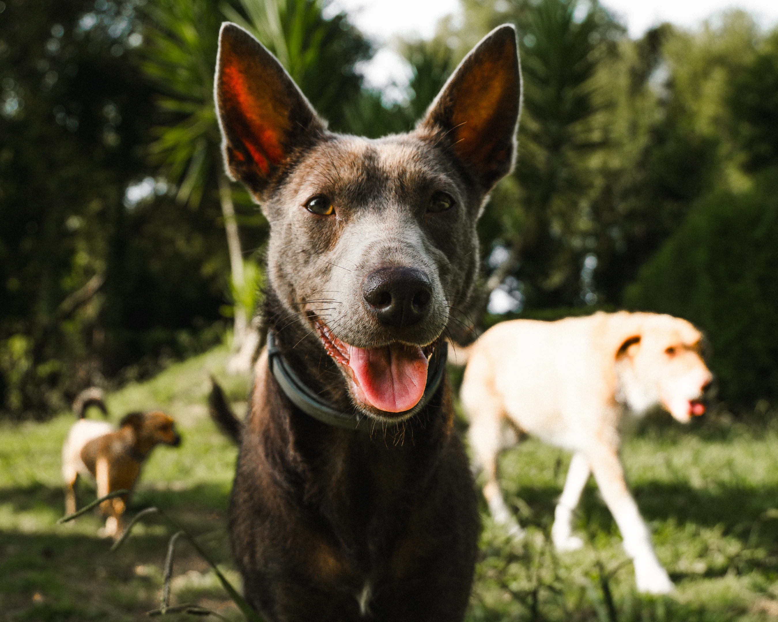 Paseos caninos 14