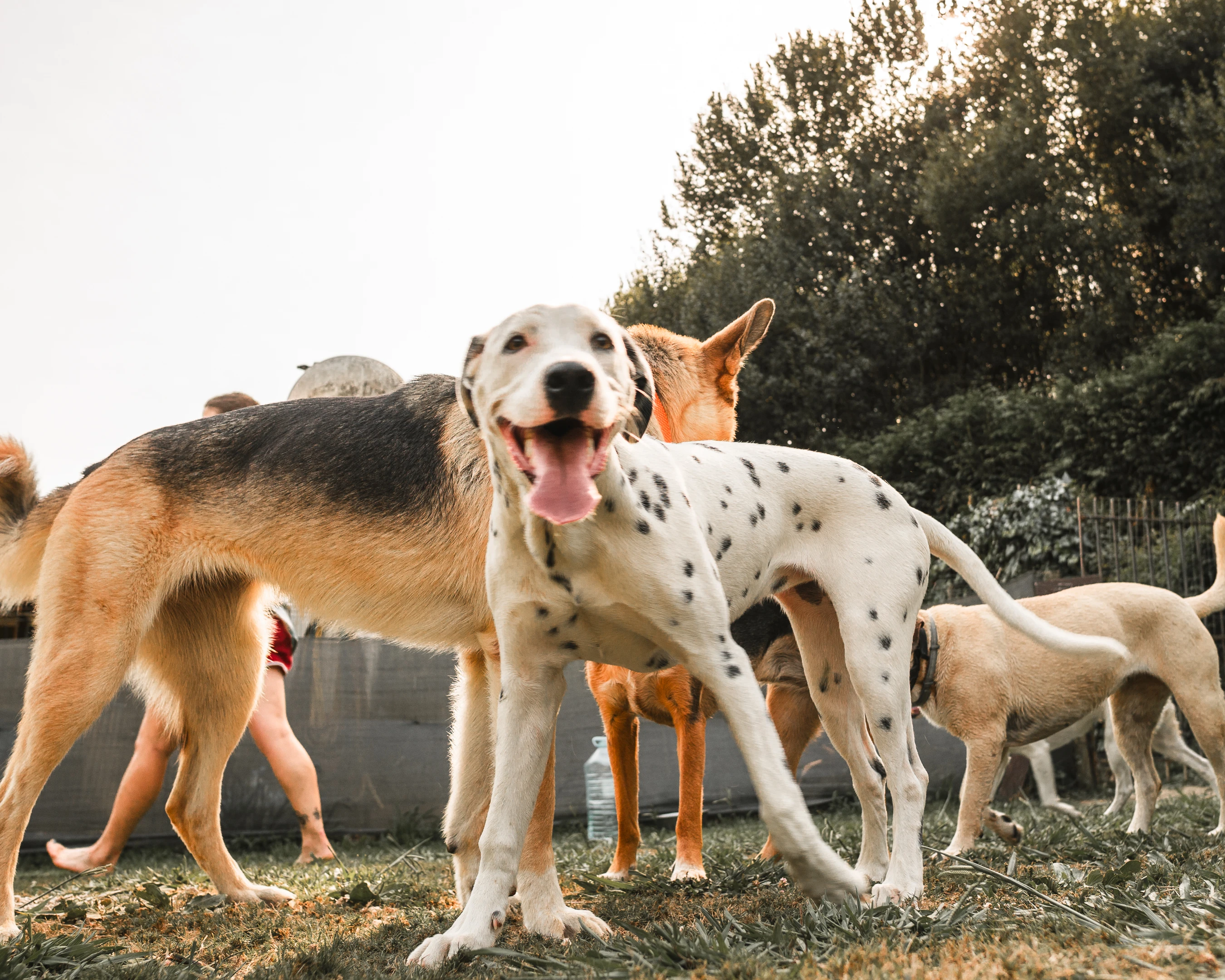 Paseos caninos 18