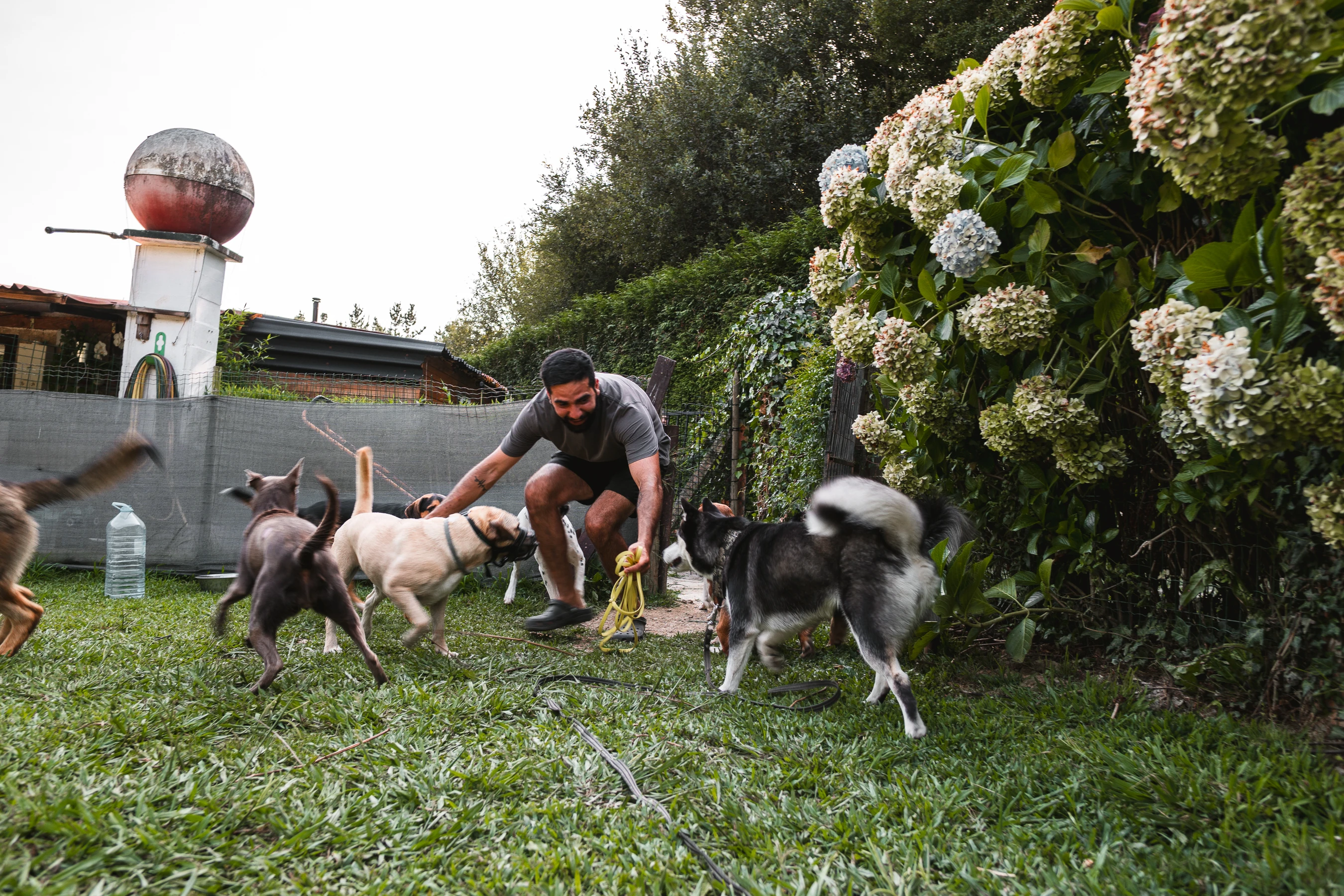 Paseos caninos 19