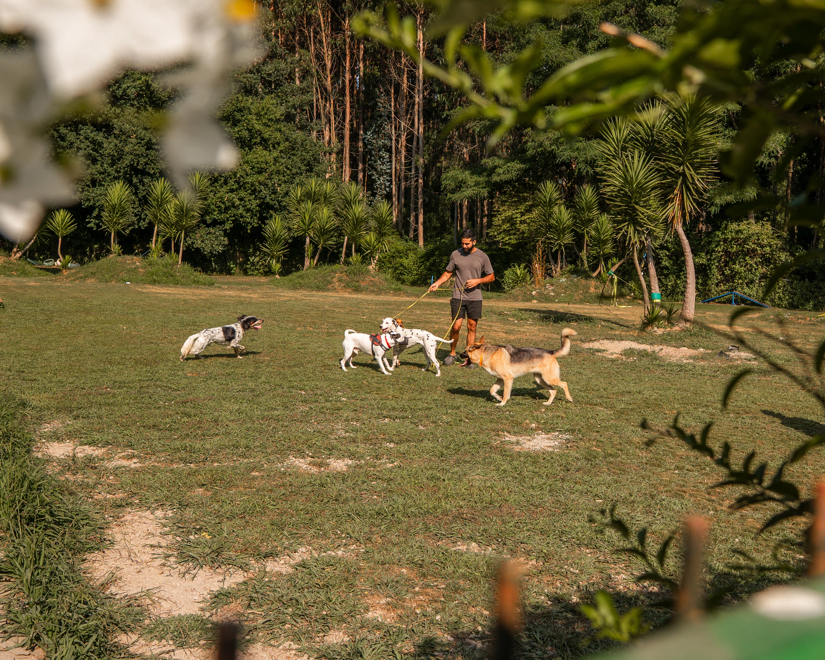 Paseos caninos 5